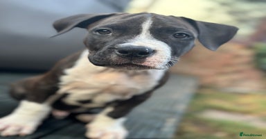 Staffordshire Bull Terrier dogs in Chatteris - Advert 4