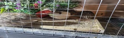 Quail poultry for sale: Quails and full set up - Advert 11