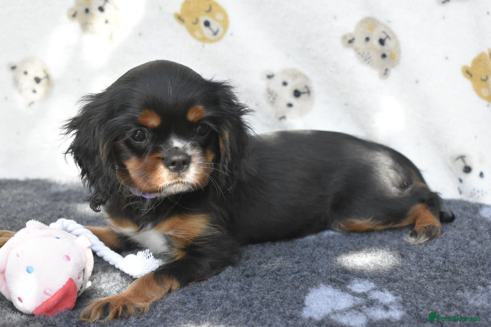 Cavalier King Charles Spaniel dogs Fully Health Tested KC Cavalier King Charles S - Advert 11
