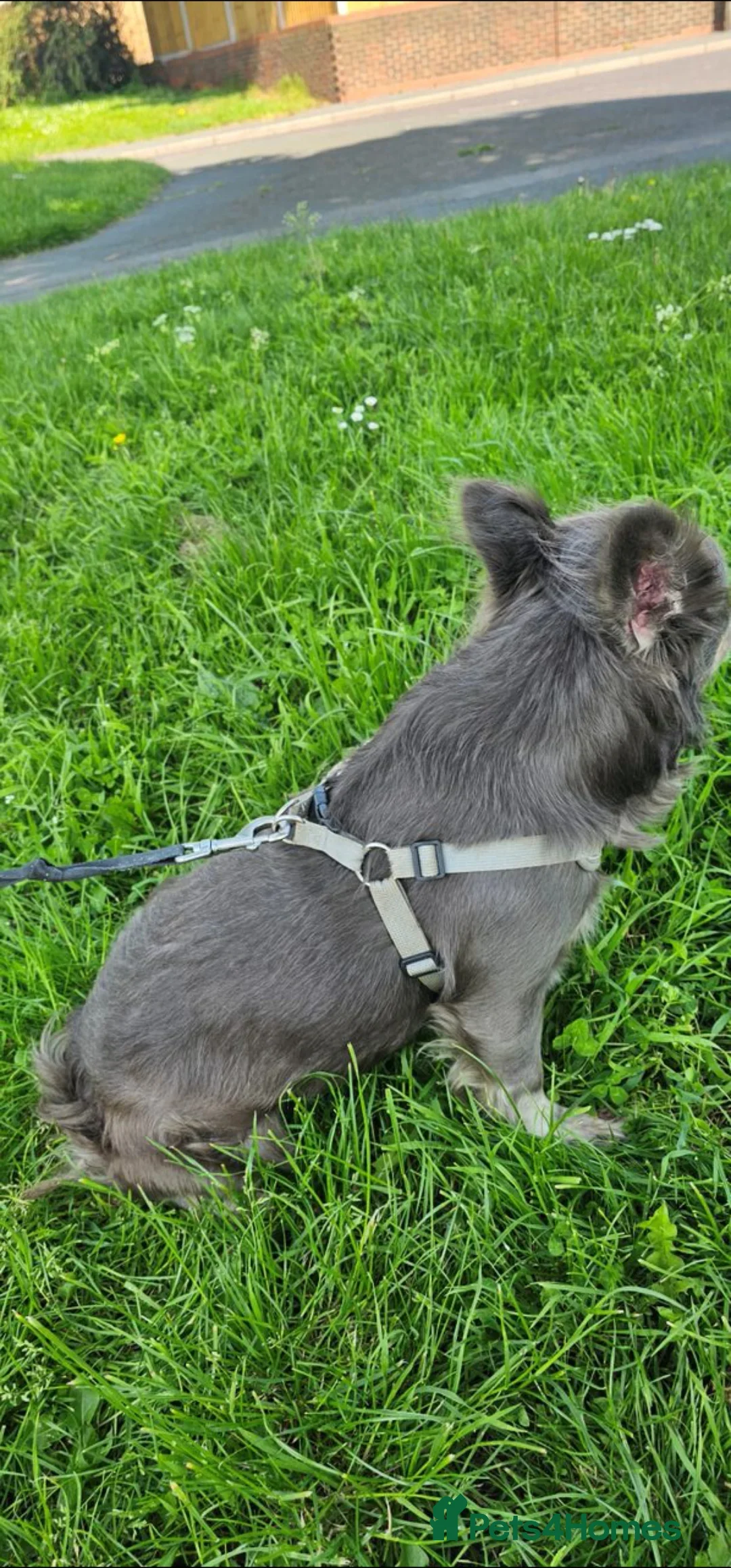 French Bulldog dogs for sale: Fluffy male Frenchie looking for his forever home  - Image 2