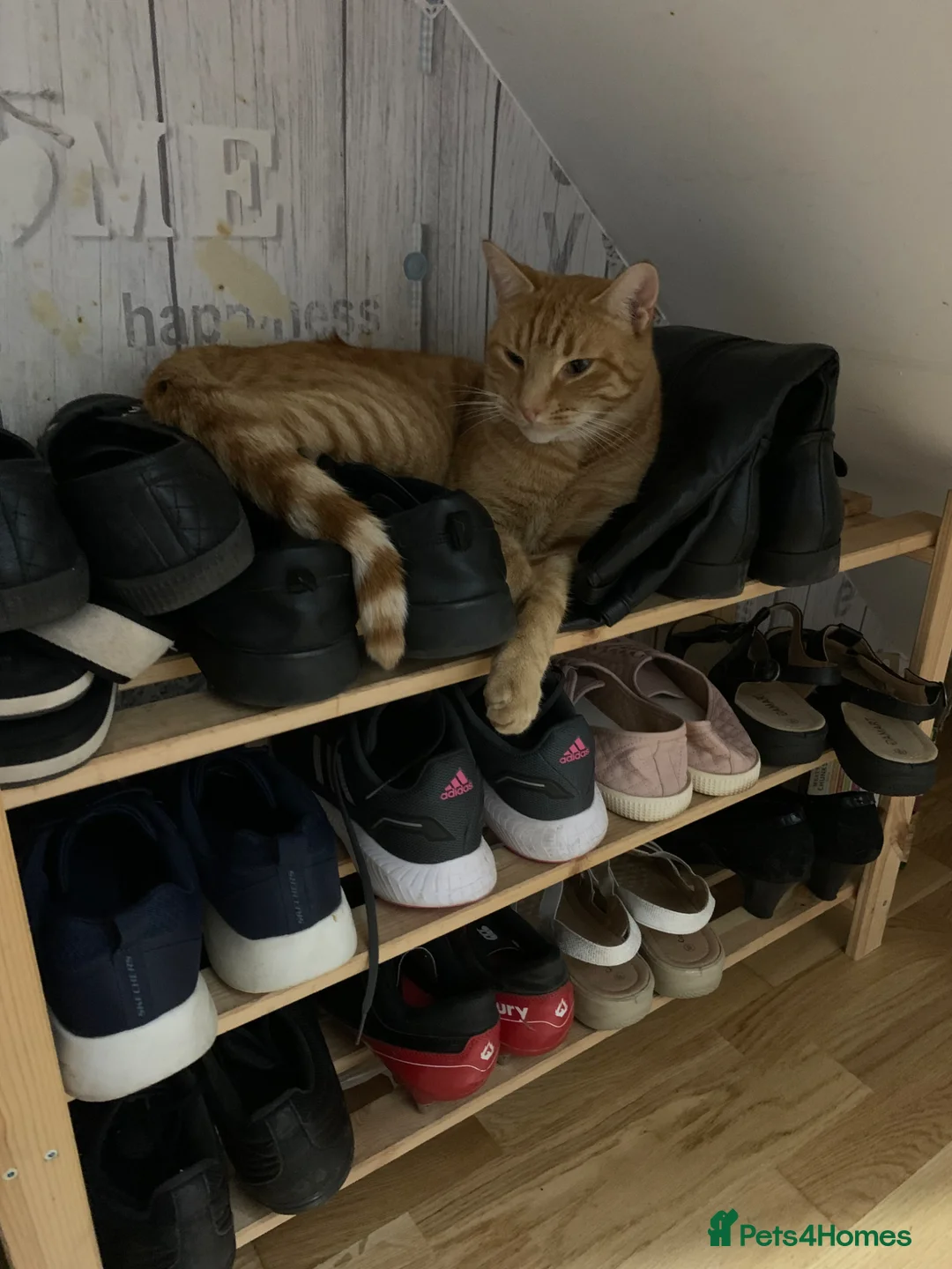Mixed Breed cats for sale: Bengal cross x 2  in Bristol - Advert 2