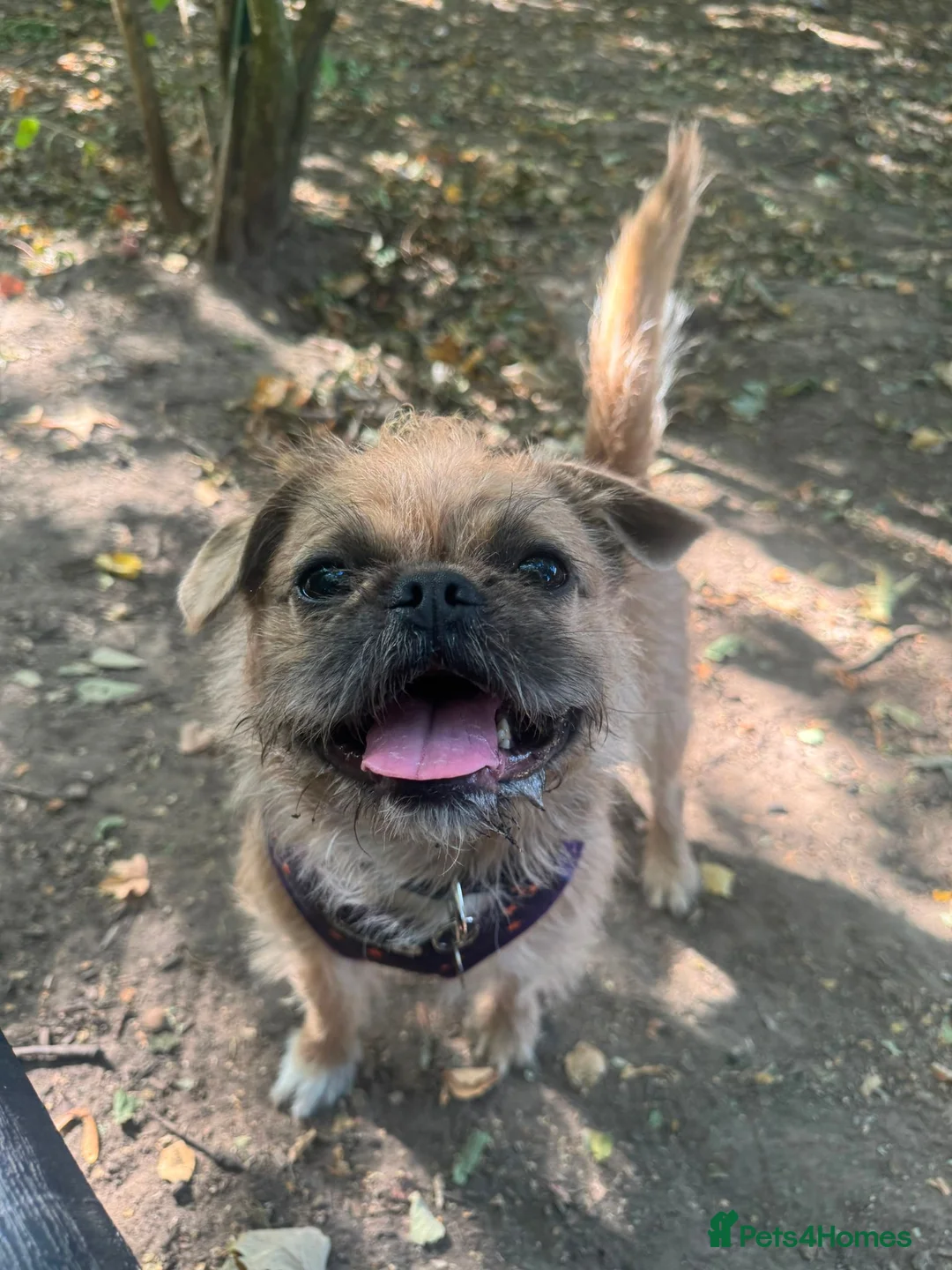 Pug dogs for adoption: Buddy - Advert 1