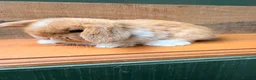 Mini Lop rabbits for sale: MINI LOP BUNNIES - PEDIGREE  - Advert 33