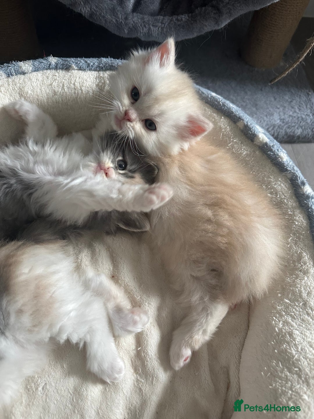 Mixed Breed cats for sale: Beautiful Perdoll Kittens🐾 - Advert 10