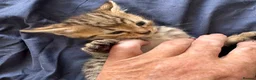 Bengal cats for sale: Really stunning bengal litter  - Advert 14