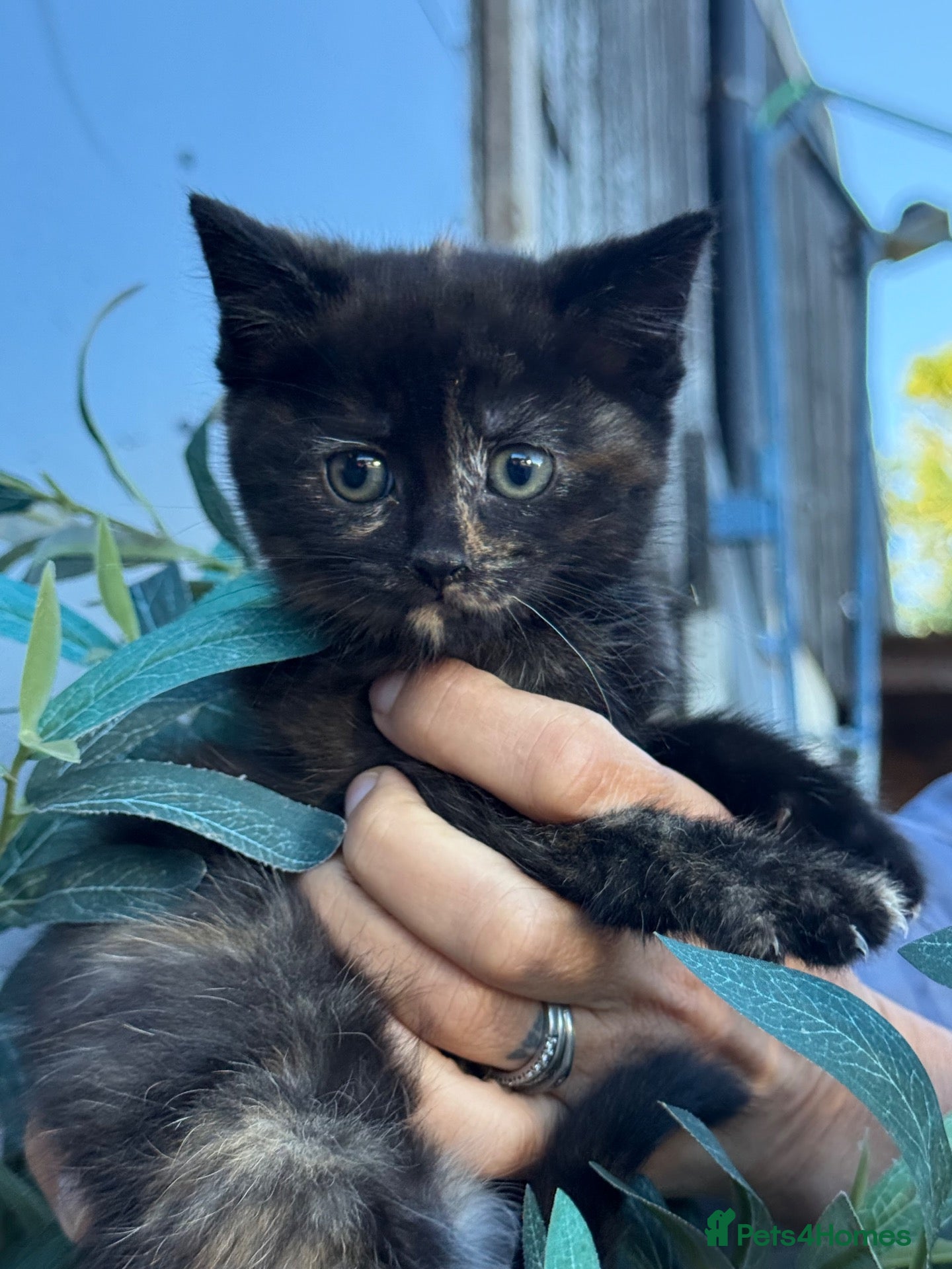 Mixed Breed cats Beautiful Fluffy Kittens - Advert 1