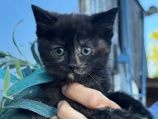 Mixed Breed cats Beautiful Fluffy Kittens - Advert 1