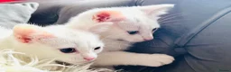 Ragdoll cats for sale: BEAUTIFUL MIX RAGDOLL KITTENS in Reading - Advert 9