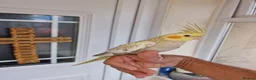 Cockatiels birds for sale: Super hand tamed baby cockatiels  - Advert 2