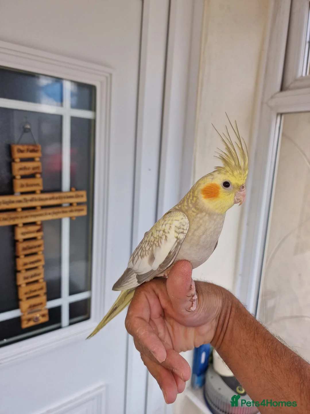 Cockatiels birds for sale: Super hand tamed baby cockatiels  - Advert 2