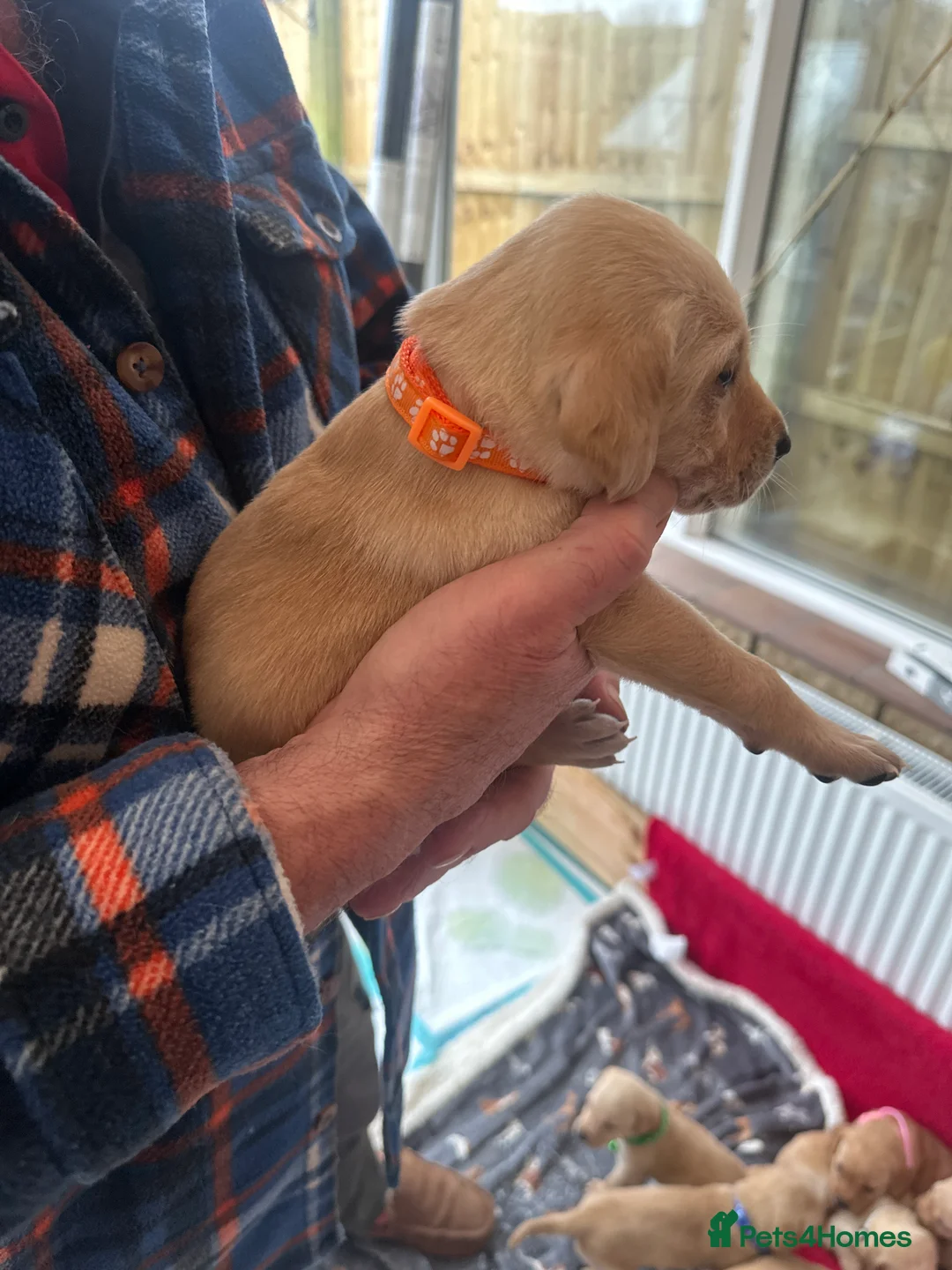 Mixed Breed dogs for sale: Vizslador puppys - Advert 9