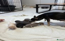 Chihuahua dogs for sale: Chihuahua Puppies - Image 7