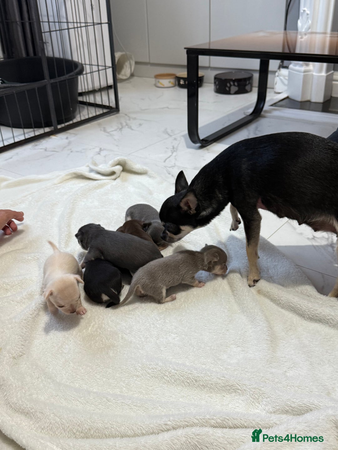 Chihuahua dogs for sale: Chihuahua Puppies - Image 7