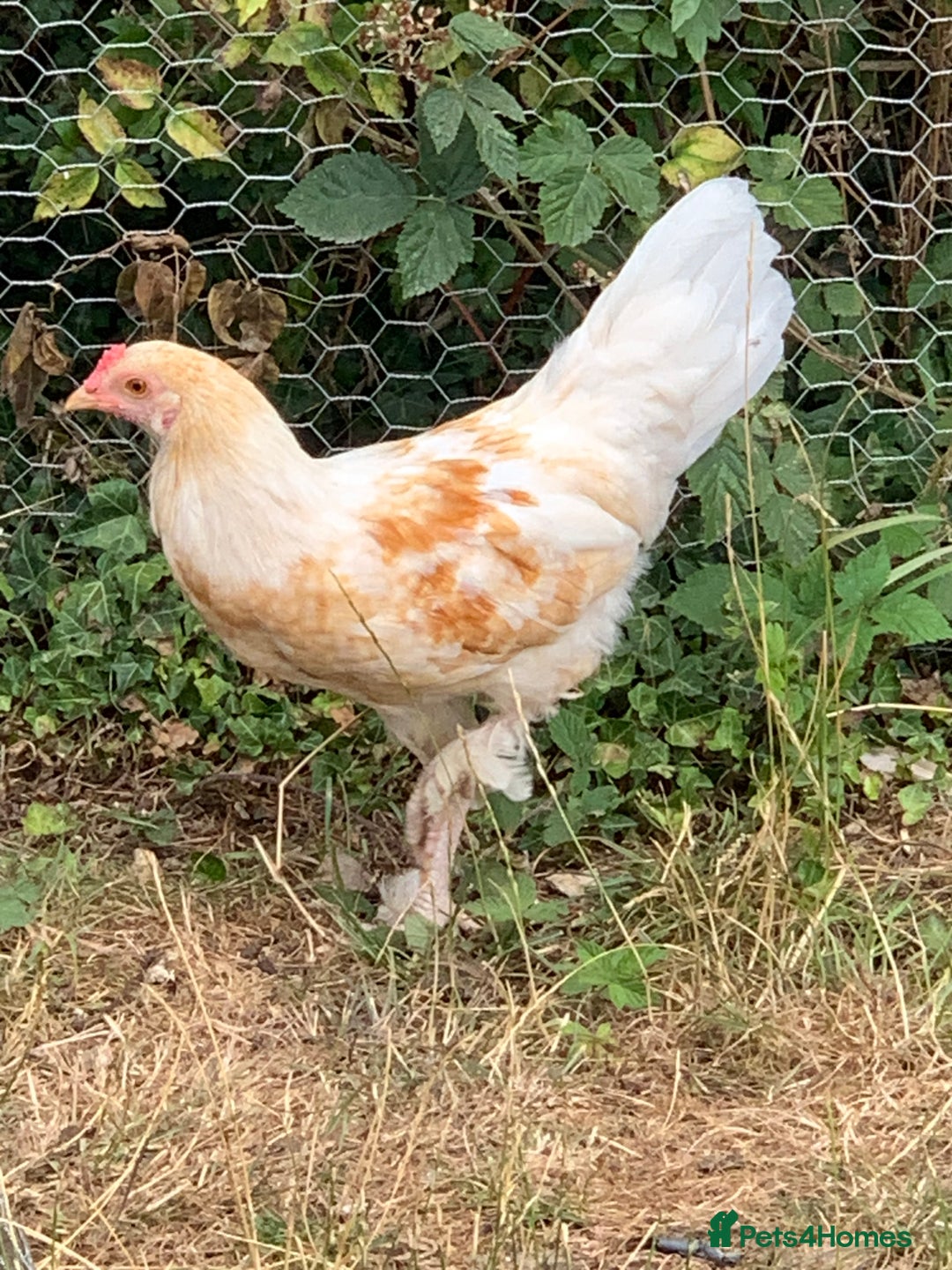 Chickens poultry for sale: Free  - Image 1