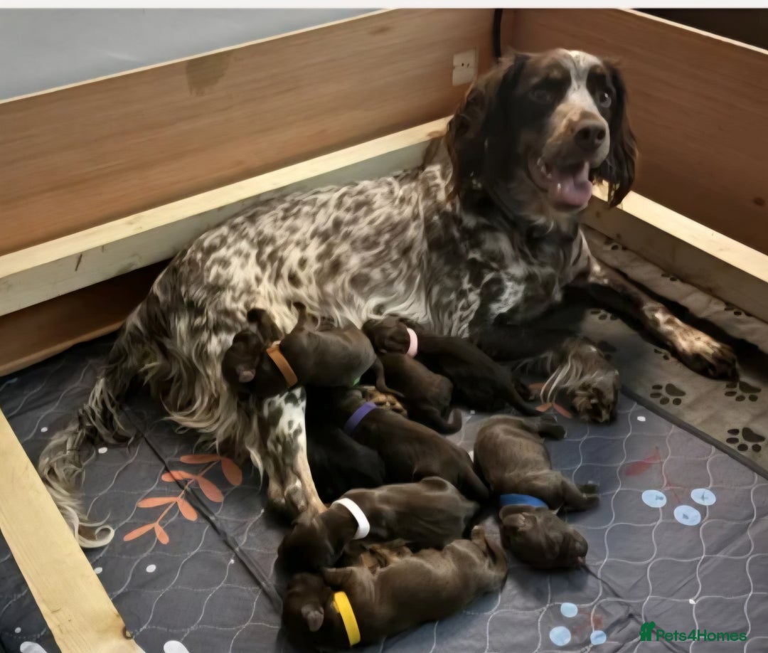 Cocker Spaniel dogs for sale: Cocker spaniel puppy  - Advert 6