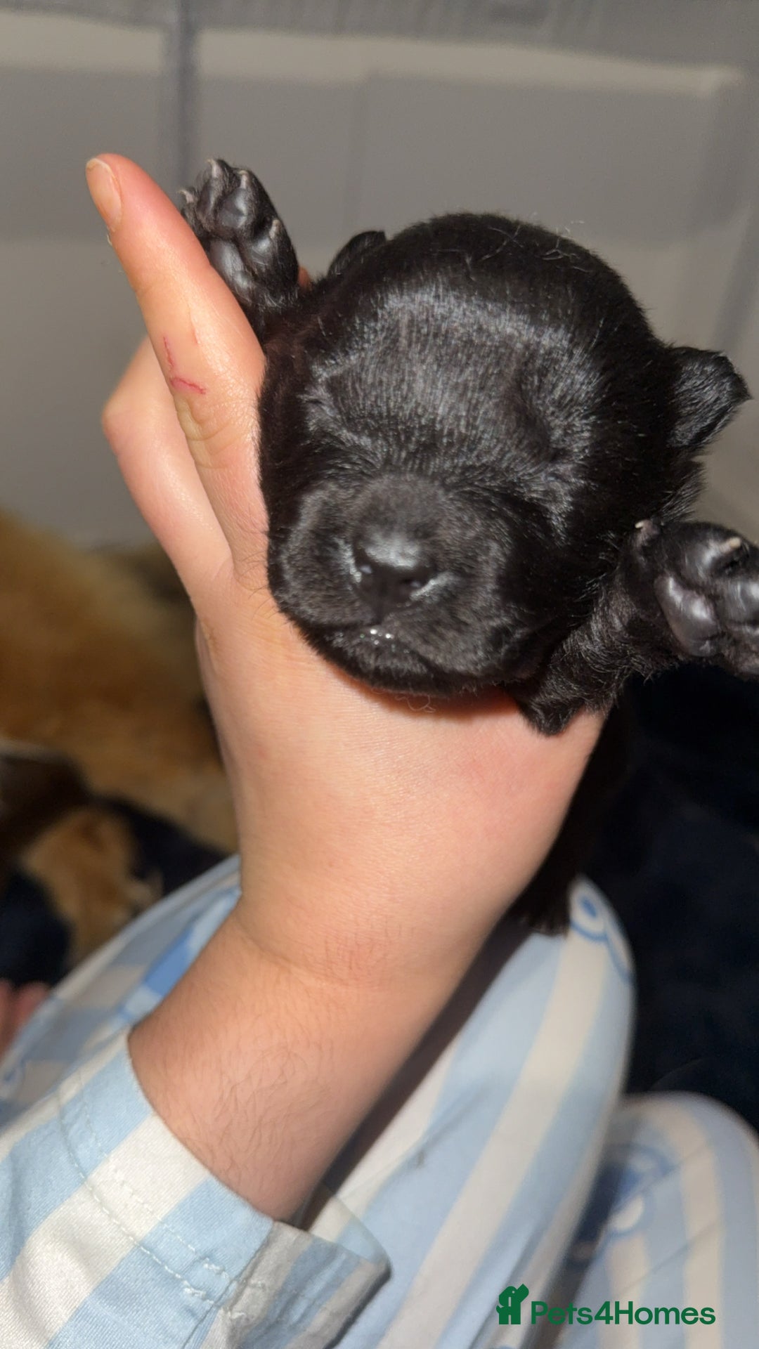 Chow Chow dogs for sale: Chow chow puppies  - Advert 30