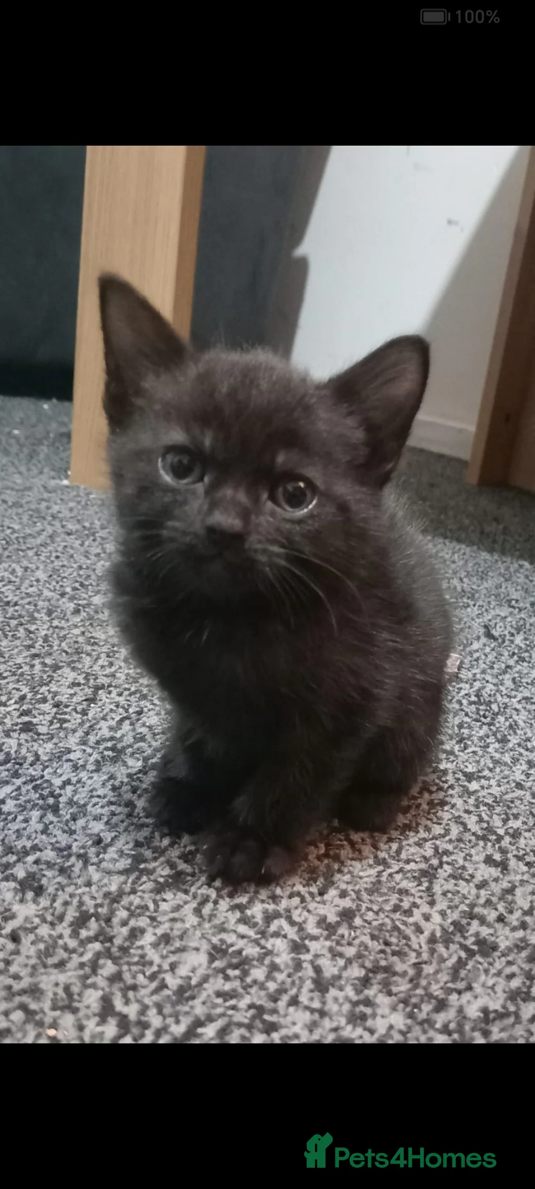 British Shorthair cats for sale: Adorable kitten looking for a forever home  - Advert 1