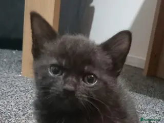 British Shorthair cats Adorable kitten looking for a forever home - Advert 3