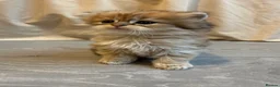 British Shorthair cats for sale: British Shorthair+ Scottish Fold - Advert 8