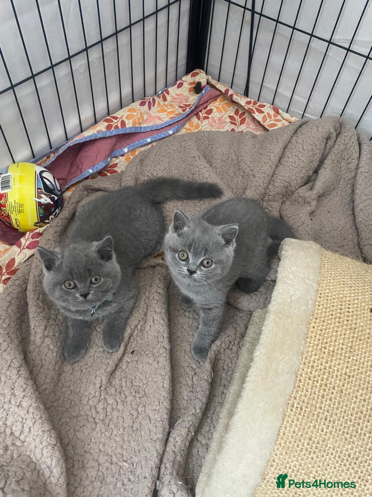 British Shorthair cats for sale: Beautiful British Shorthair Kittens - Only 4 left in Gravesend - Advert 6