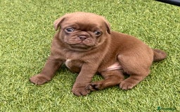 Pug dogs for sale: stunning KC Registered PUG puppies  - Image 10