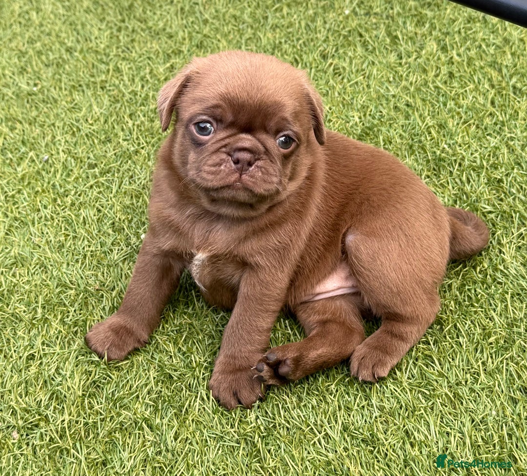 Pug dogs for sale: stunning KC Registered PUG puppies  - Image 10