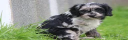 Cavapoo dogs for sale: Beautiful Cavapoo puppies for sale - Advert 28