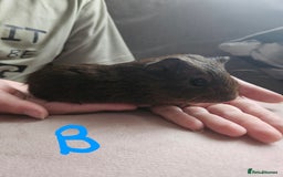 Guinea Pig rodents for sale: Baby guinea pigs - Image 3