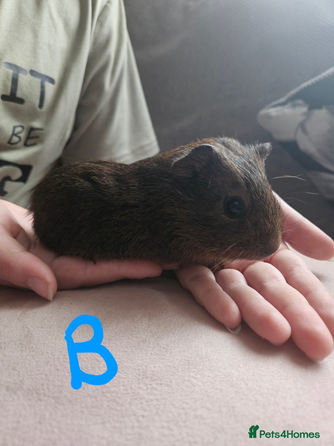 Guinea Pig rodents for sale: Baby guinea pigs - Image 3