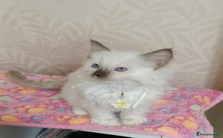 Ragdoll cats Male£500, female£550 - Advert 4