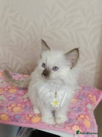 Ragdoll cats Male£500, female£550 - Advert 3