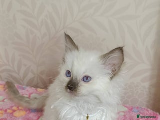 Ragdoll cats Male£500, female£550 - Advert 6