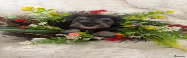 Miniature Schnauzer 1