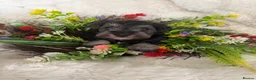 Miniature Schnauzer dogs for sale: Two gorgeous pure bred puppies home reared  - Advert 5