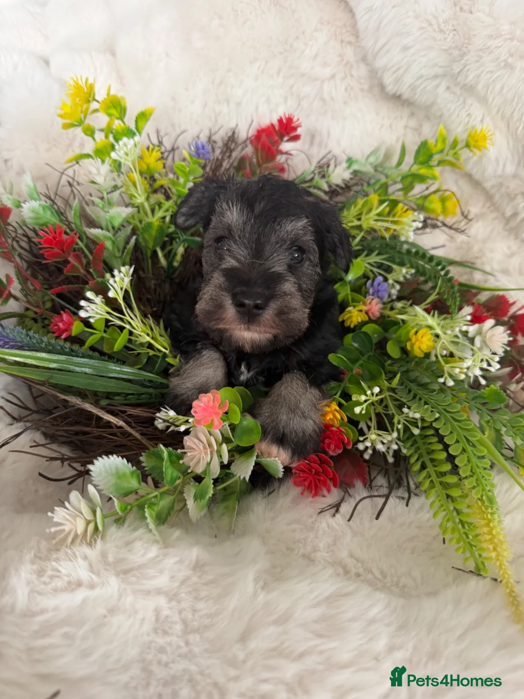 Miniature Schnauzer dogs for sale: Two gorgeous pure bred puppies home reared  - Advert 5