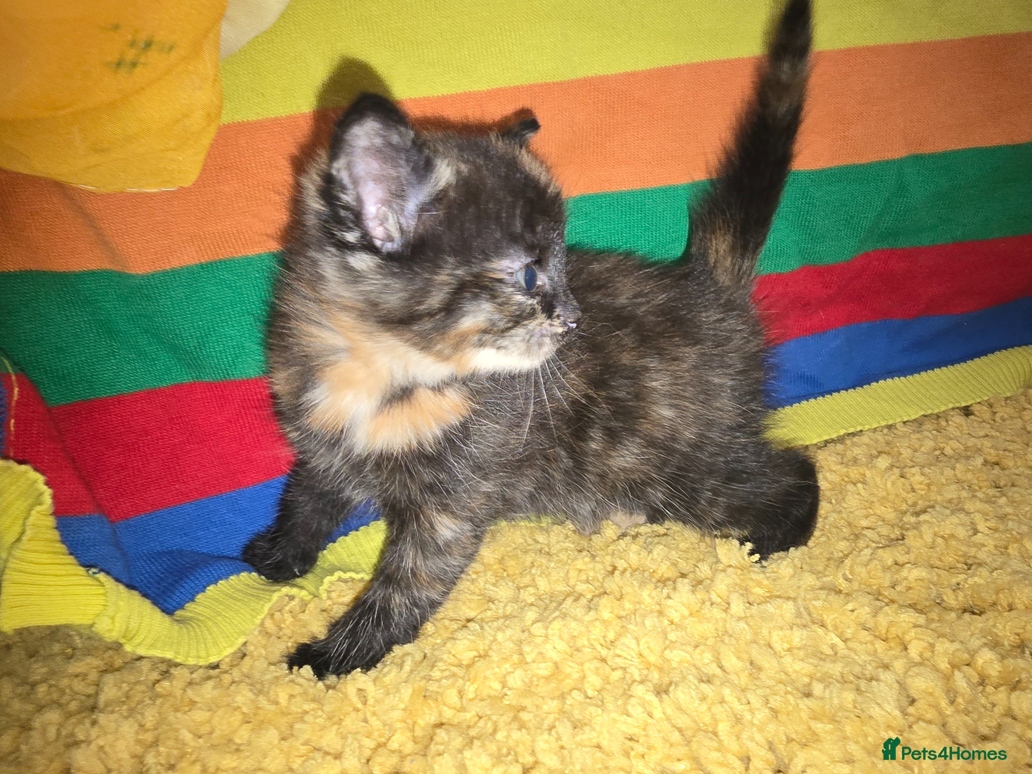 Mixed Breed cats Female Kittens for sale  - Advert 2