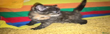 Mixed Breed Kitten 1
