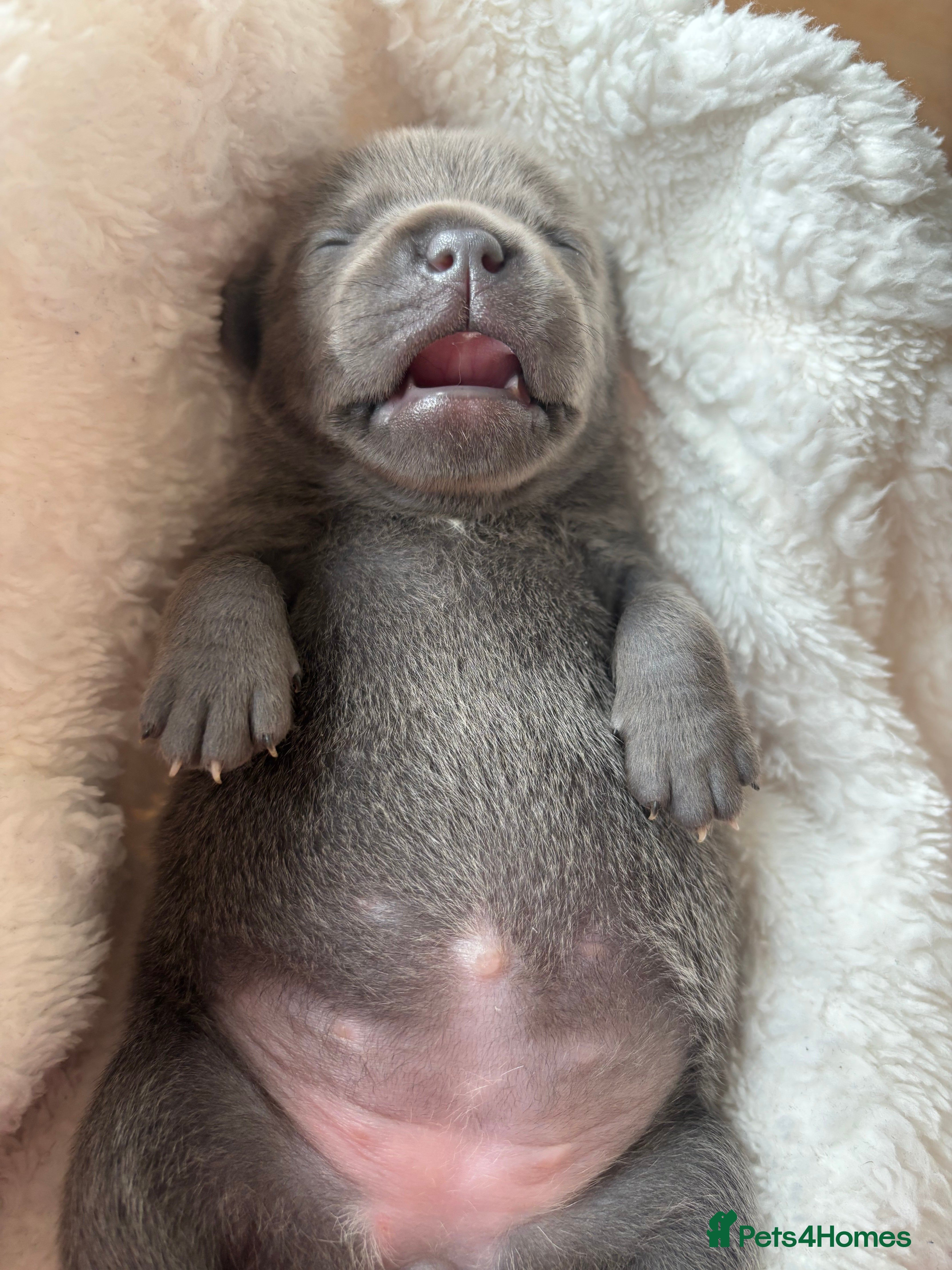 Staffordshire Bull Terrier dogs KC REG BEAUTIFUL BLUE STAFFS+ CHAMPION BLOOD LINES - Advert 2