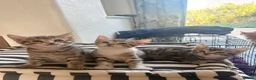 Mixed Breed cats for sale: BENGAL X DSH X BSH ADORABLE FLUFFY KITTEN - Advert 1