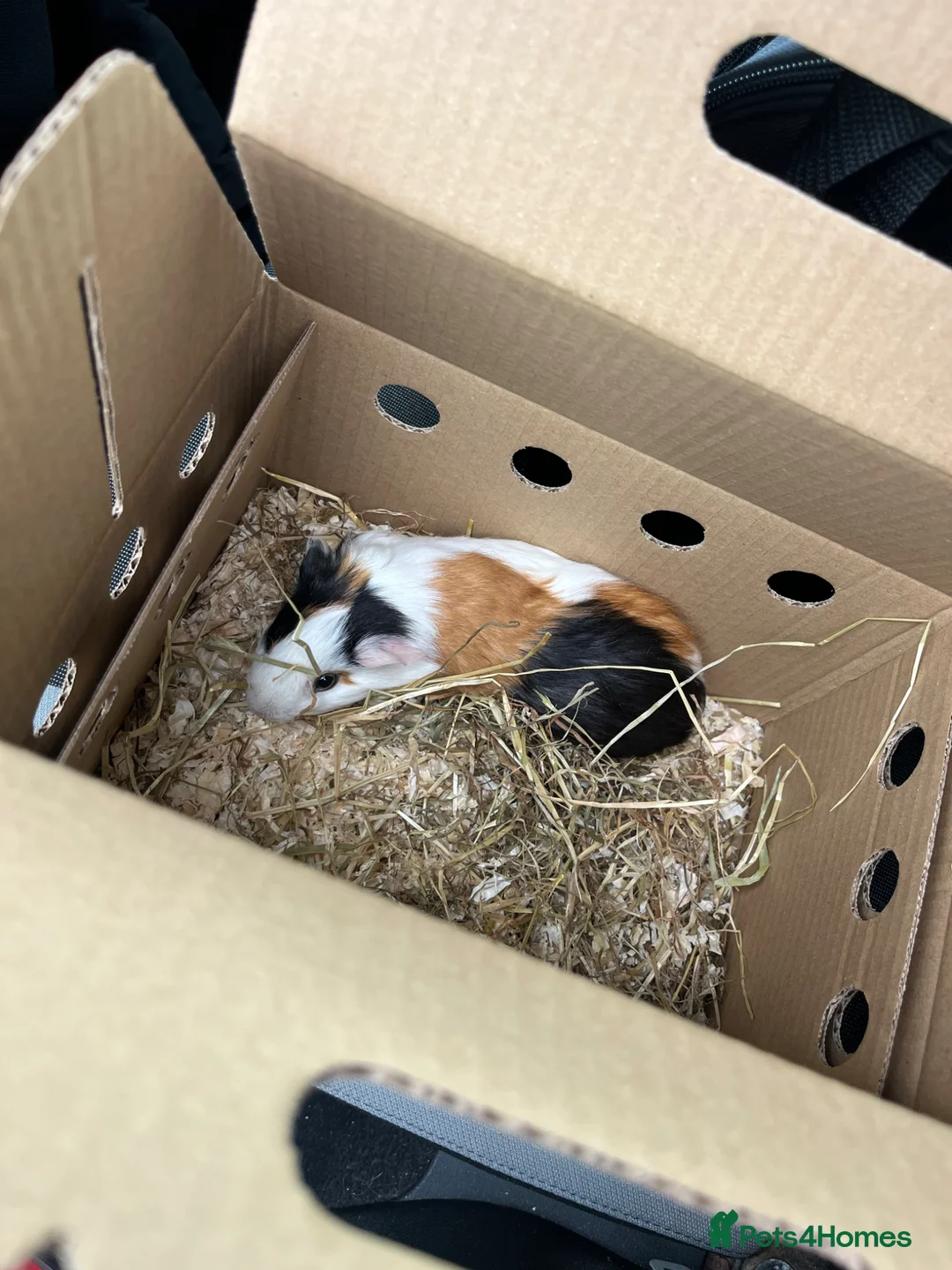 Guinea Pig rodents for sale: Two male guinea pigs for sale  in Liverpool - Advert 2