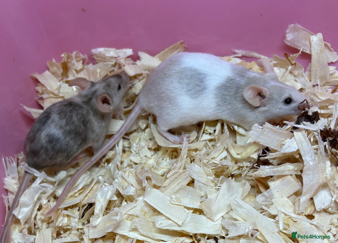 Mouse rodents for sale: Female baby mice ready now  - Image 23