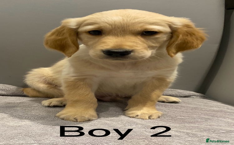Golden Retriever dogs - Advert 2