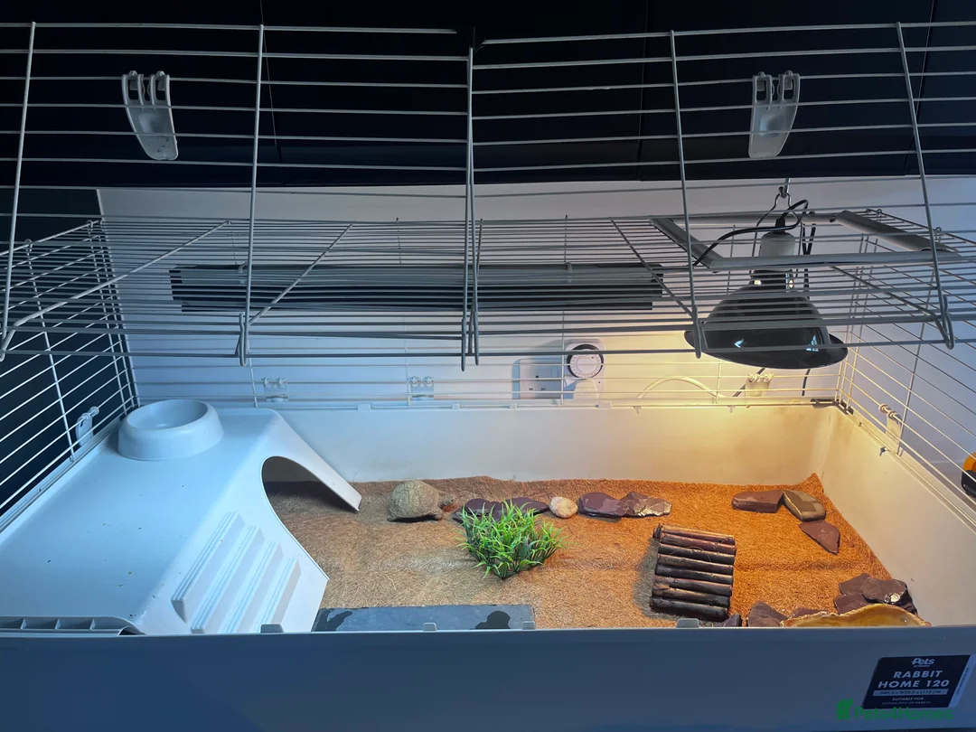 Hermann Tortoise reptiles for sale: Hermann Tortoise in Bude - Advert 6