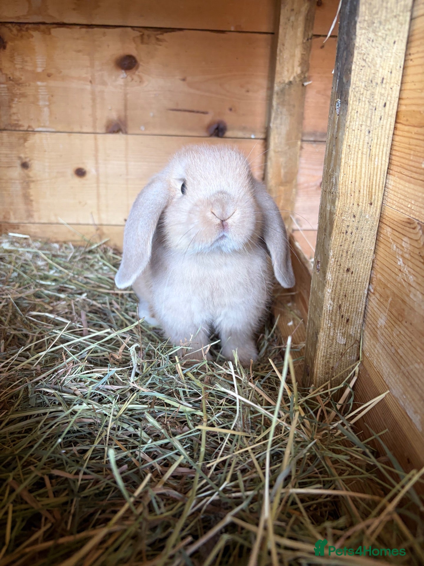 Mini Lop rabbits Mini lop baby rabbits  - Advert 1