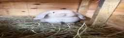 Mini Lop rabbits for sale: Mini lop baby rabbits  - Advert 1