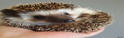 Pygmy Hedgehog rodents for sale: African pygmy hedgehogs - Advert 9