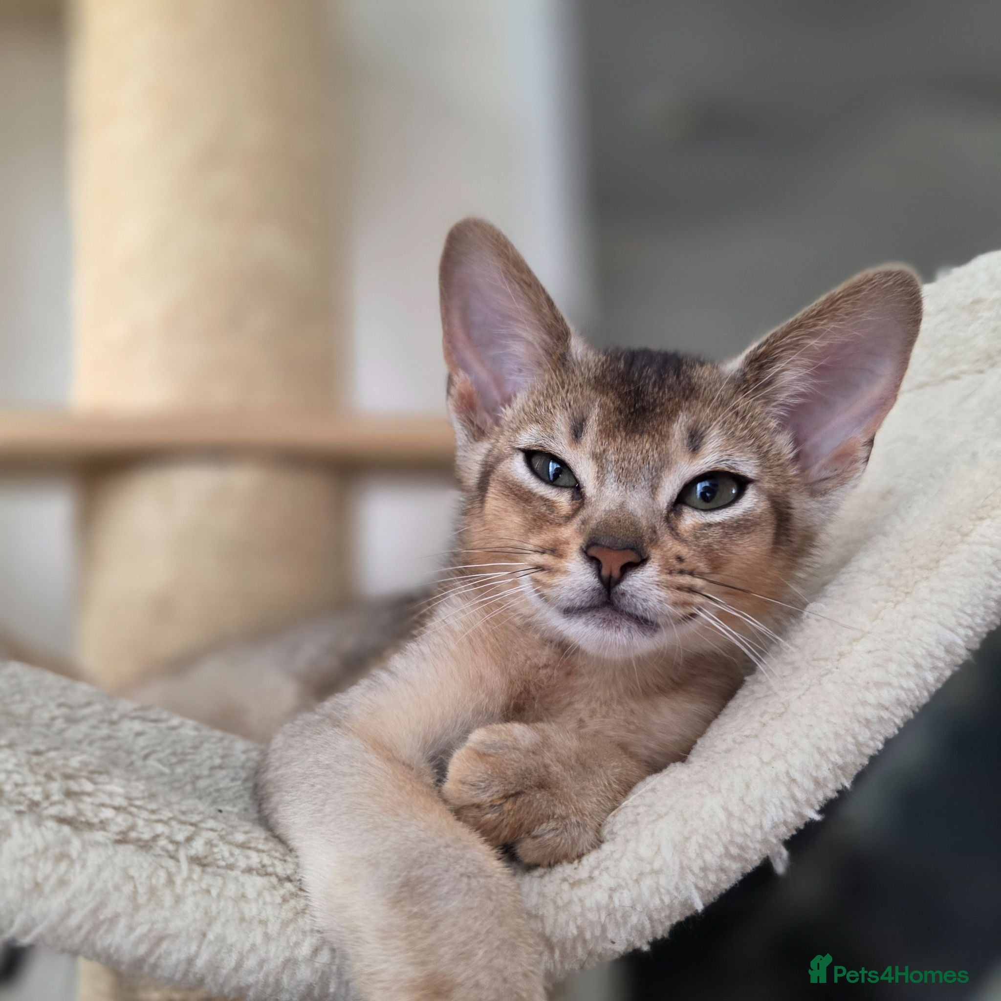 Abyssinian cats 🏡 Last Boy Looking for a Home ❤️  - Advert 2