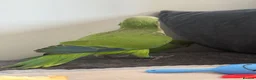 Parrots birds for sale: Baby Quakers Hand Reared & Well Socialised  - Advert 4