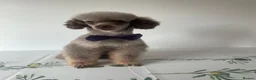 Toy Poodle dogs for stud: TINY CHOCOLATE PHANTOM BOY  - Advert 1