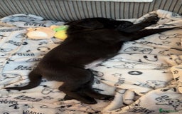 Labrador Retriever dogs for sale: 14 week old lab  - Image 6